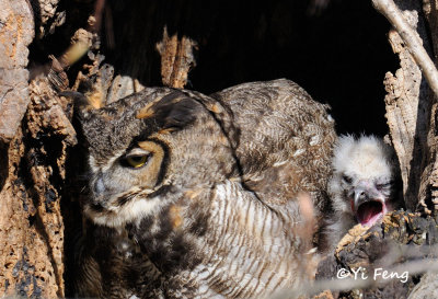 Owl, Harris's Hawk, Falcon 