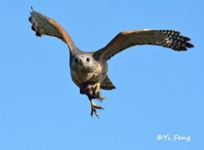 Orlando Wetlands, Viera, Merritt Island, FL 2014