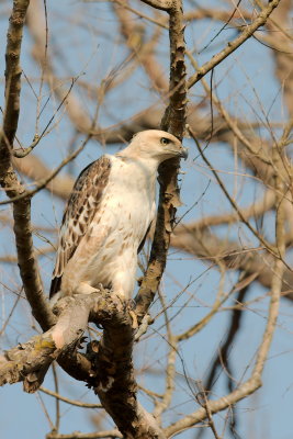 Corbett March 2013