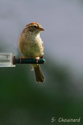 Bruant commun  - Sparrow