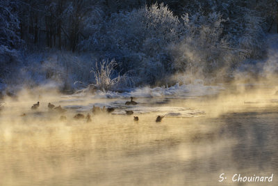 Froid de canard - Winter ducks