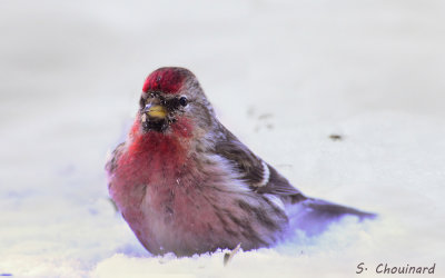 Sizerin flamm - Common redpoll 