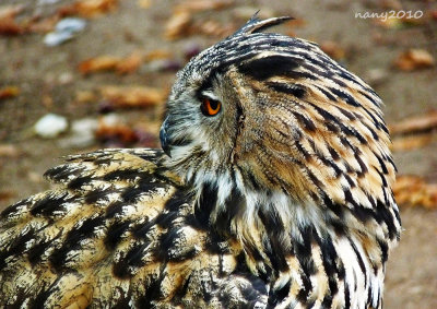 Eagle Owl (Bubo bubo) 