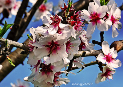 Pink blooming almond tree 