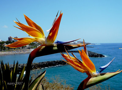 Adeje coast - Tenerife