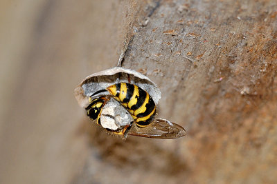 Waspnest under construction