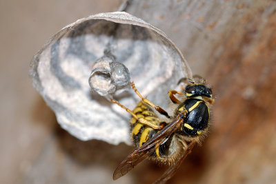 Waspnest under construction