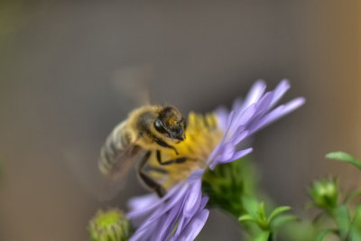 Bee