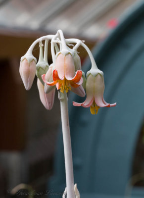 GVLL9048.jpg