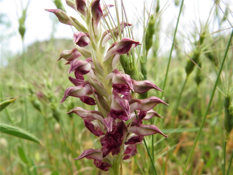 Orchis sancta