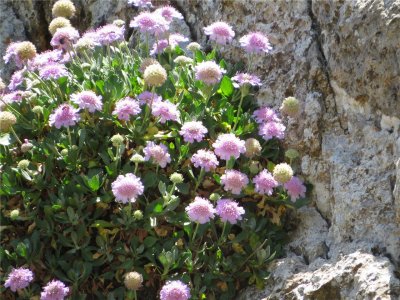 Lomelosia variifolia