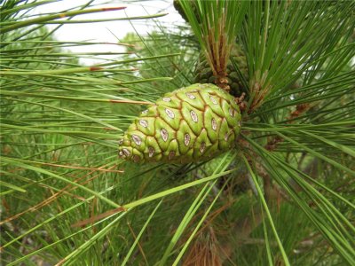 PINUS BRUTIA