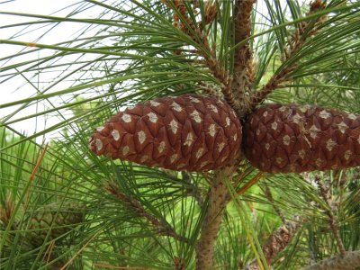 PINUS BRUTIA