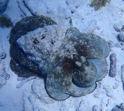 OCTOPUS - Caribbean Reef Octopus - Sekat