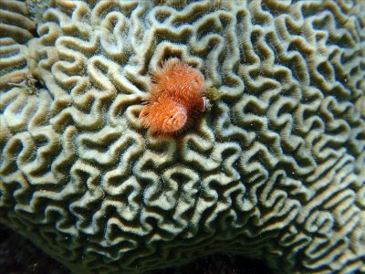 HERSENKORAAL - Depressed Brain Coral - Koral di sesu