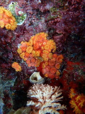 ORANJE KORAAL - Orange Coral - Koral oraño
