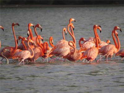 CARIBISCHE FLAMINGO - Caribbean Flamingo - Chogogo