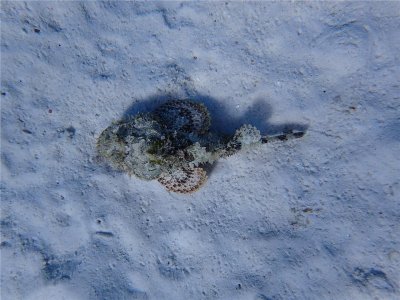 GEVLEKTE SCHORPIOENVIS - Spotted Scorpion Fisch - Brantfes Kòrá
