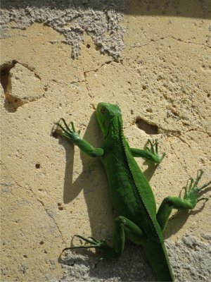 GROENE LEGUAAN - Green Iguana - Yuana