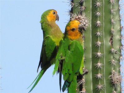 WEST-INDISCHE PARKIET - Caribbean or Brouwn-throated Parakeet - Prikichi