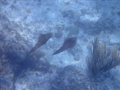 ZEEKAT - Reef Squid - Sekat buladó