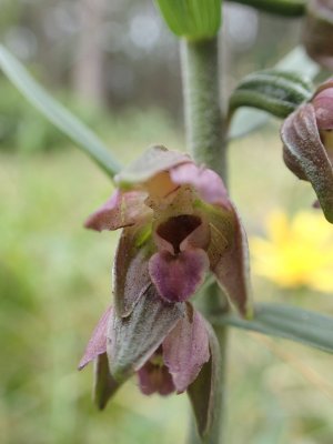 Brede Wespenorchis -Epipactis helleborine