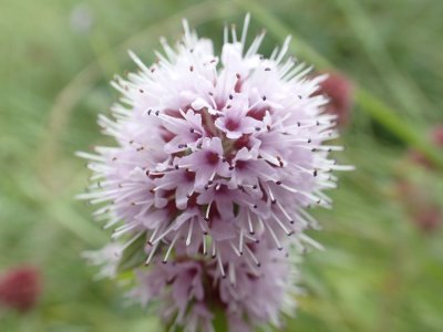 WATERMUNT - Mentha Aquatica