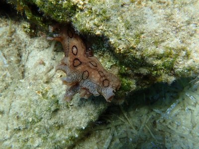 GERINGDE ZEEHAAS - Aplysiadactylomela - Sea hare -P9190208 (1).jpg