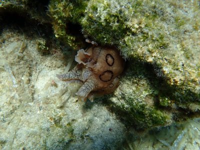 GERINGDE ZEEHAAS - Aplysiadactylomela - Sea hare -P9190208 (2).jpg