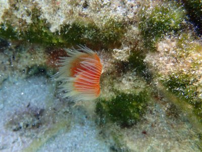 KOKERWORM - tube worm -P9190144 (1).jpg