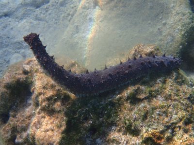 Zwarte zeekomkommer  - Black Sea Cucumber  Latin Holothuria atra  -P9200317 (1).jpg