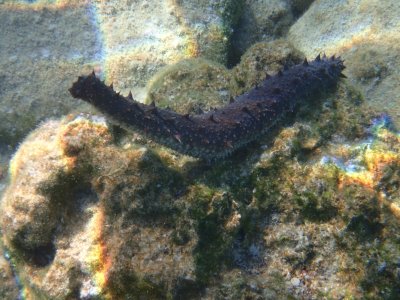 Zwarte zeekomkommer  - Black Sea Cucumber  Latin Holothuria atra  -P9200317 (3).jpg