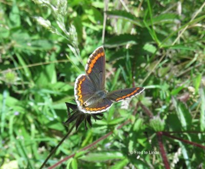 bruin blauwtje (Aricia agestis)