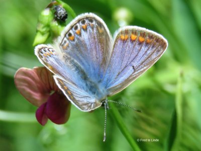 icarusblauwtje (Polyommatus icarus)