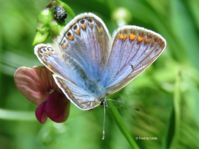 icarusblauwtje  (Polyommatus icarus)