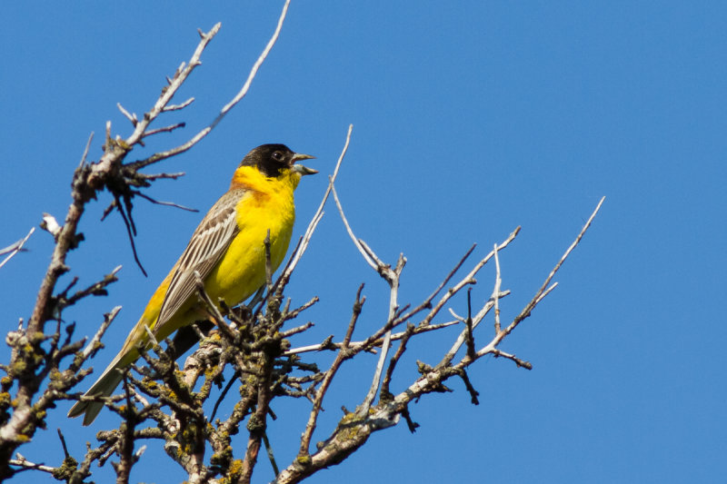 Black-headed Bunting (Emberiza melanocephala)