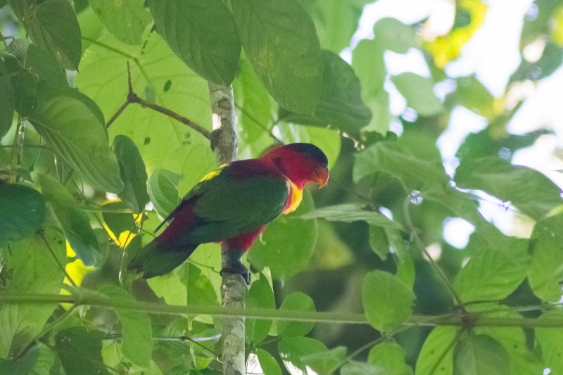 Yellow-bibbed Lory (Lorius chlorocercus)