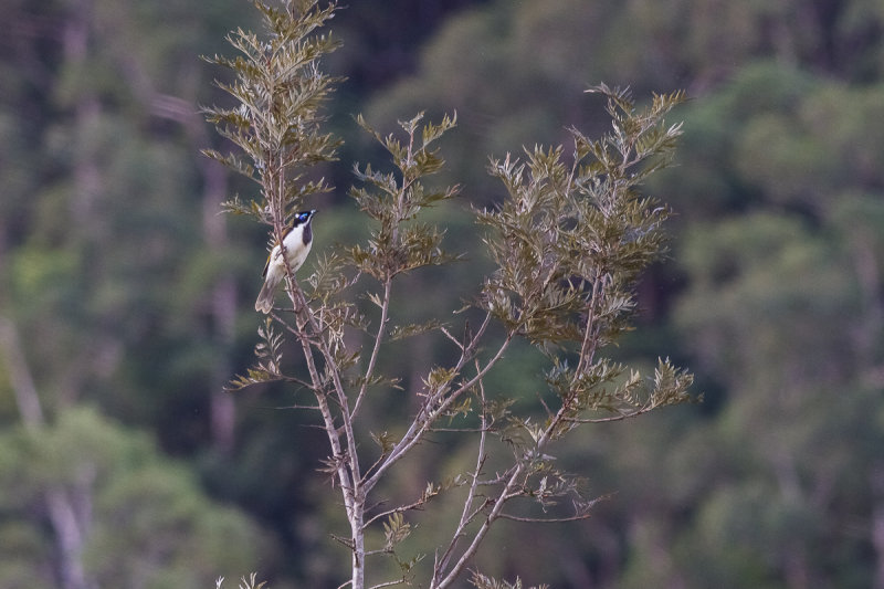 Blue-faced Honeyeater (Entomyzon cyanotis)