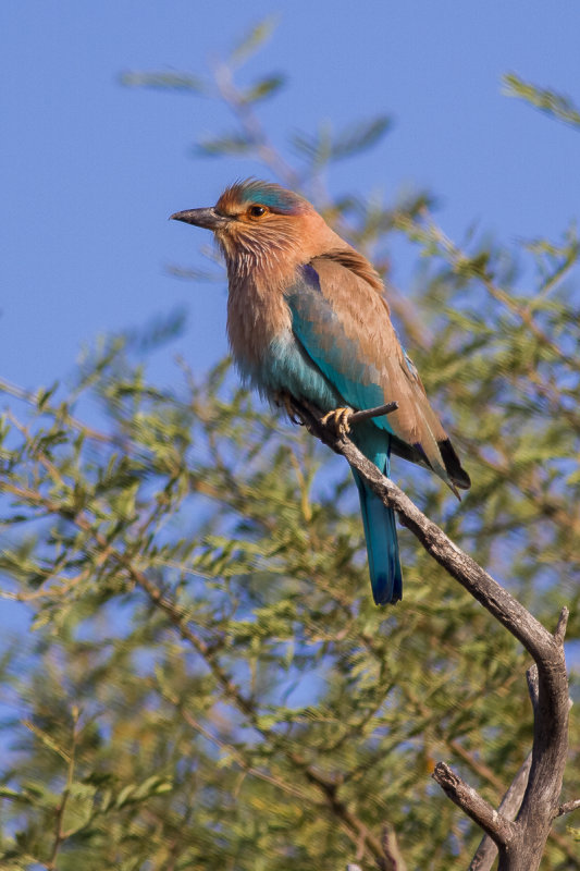 Indian Roller (Coracias benghalensis)