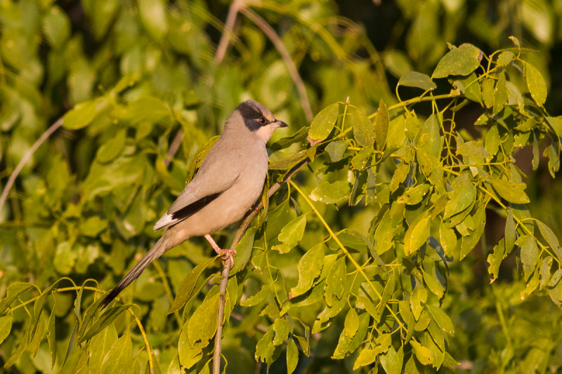 Grey Hypocolius (Hypocolius ampelinus)