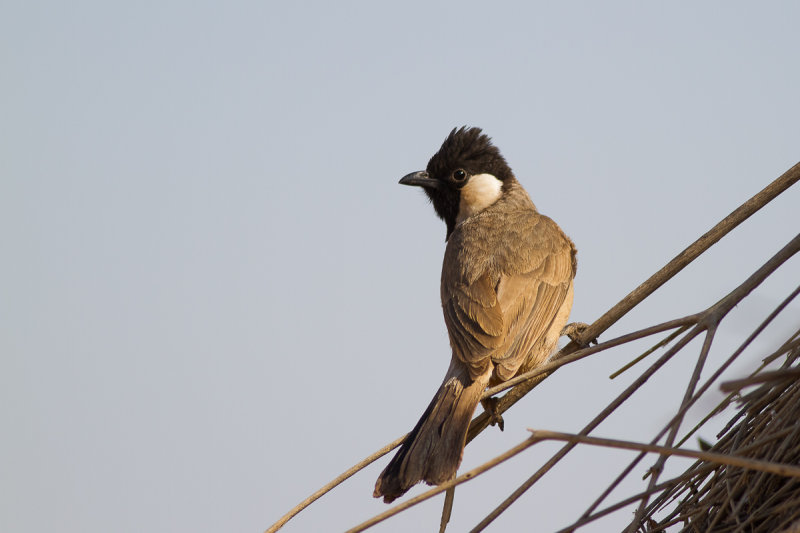 White-eared Bulbul (Pycnonotus leucotis)