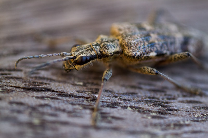 Ribbed Pine Borer (Rhagium inquisitor)