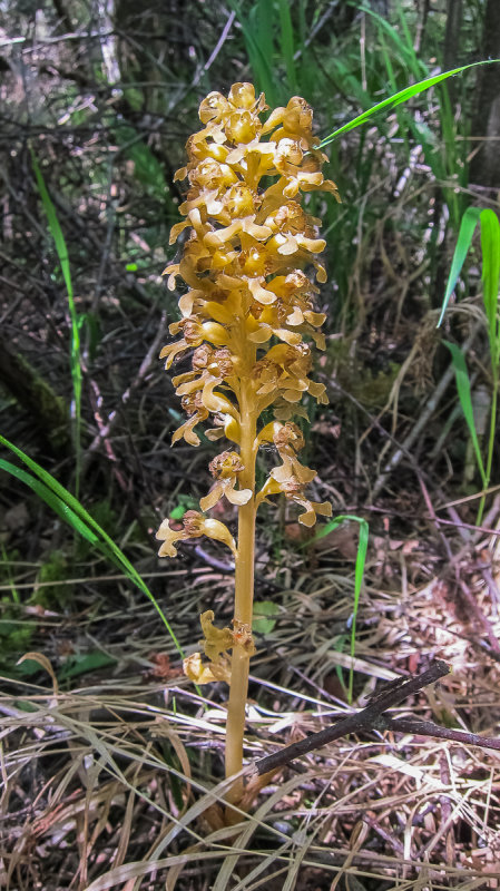 Birds-nest Orchid (Neottia nidus-avis)