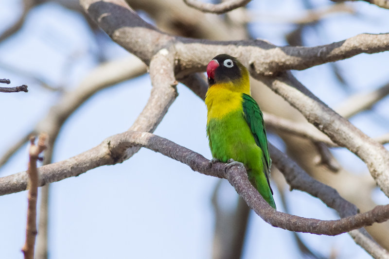 Yellow-collared Lovebird (Agapornis personatus)
