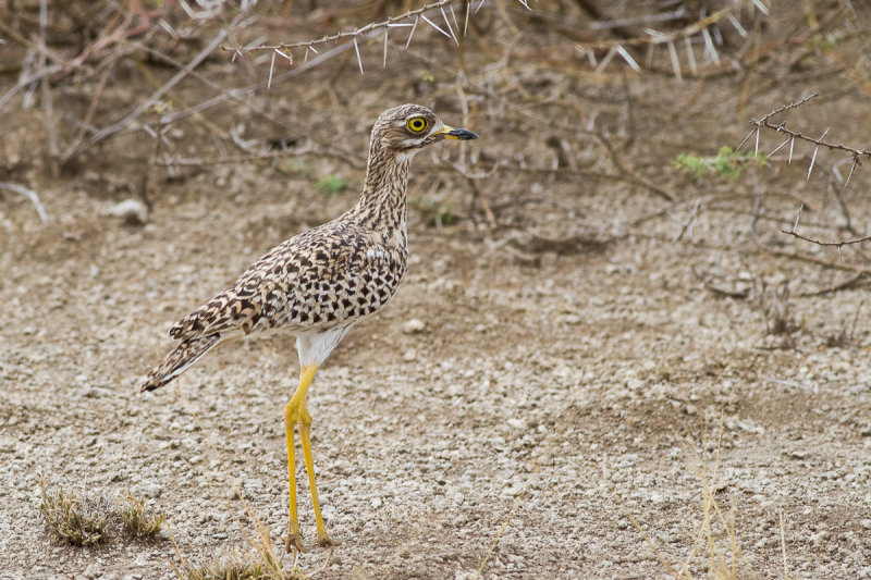Spotted Thick-knee (Burhinus capensis)