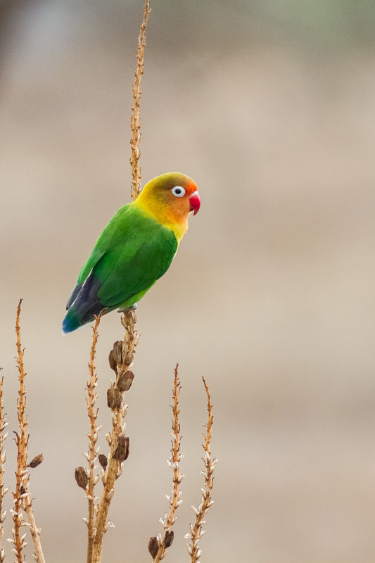 Fischers Lovebird (Agapornis fischeri)