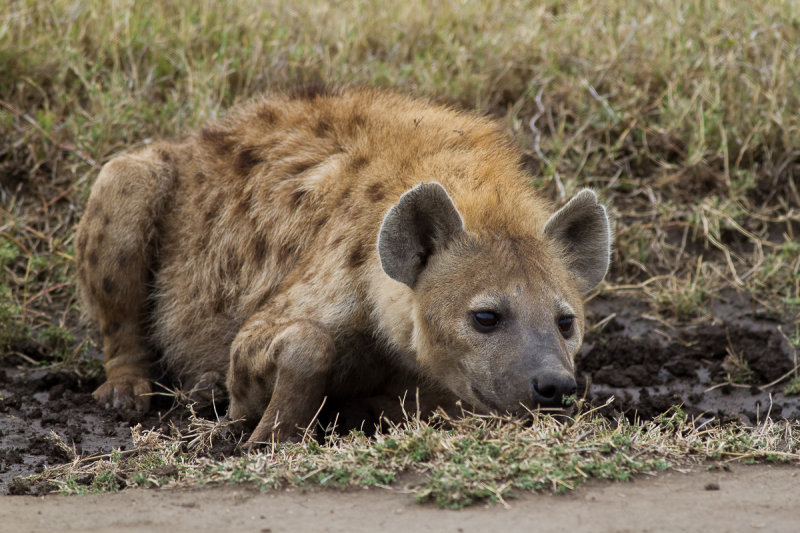 Spotted Hyaena (Crocuta crocuta)