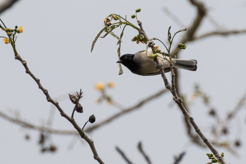 Cinnamon-breasted Tit (Melaniparus pallidiventris)