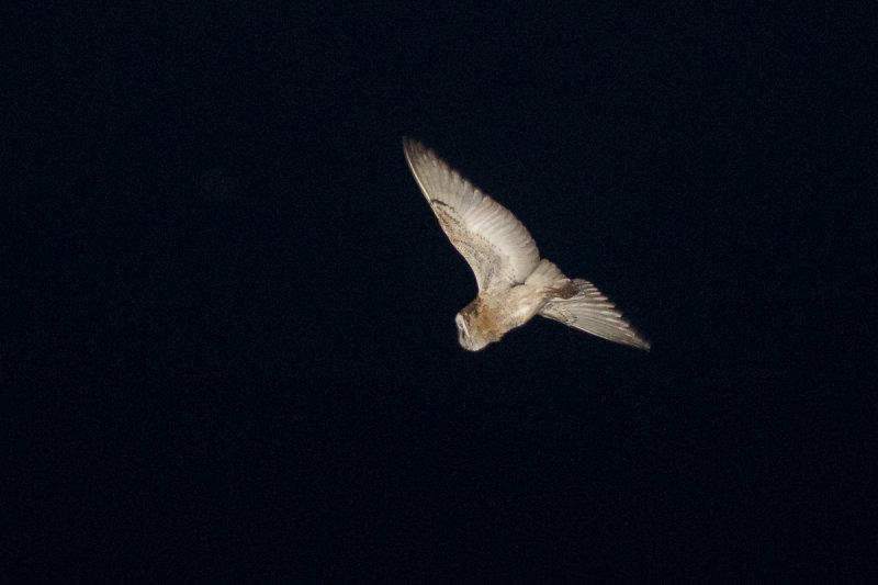 African Grass Owl (Tyto capensis)