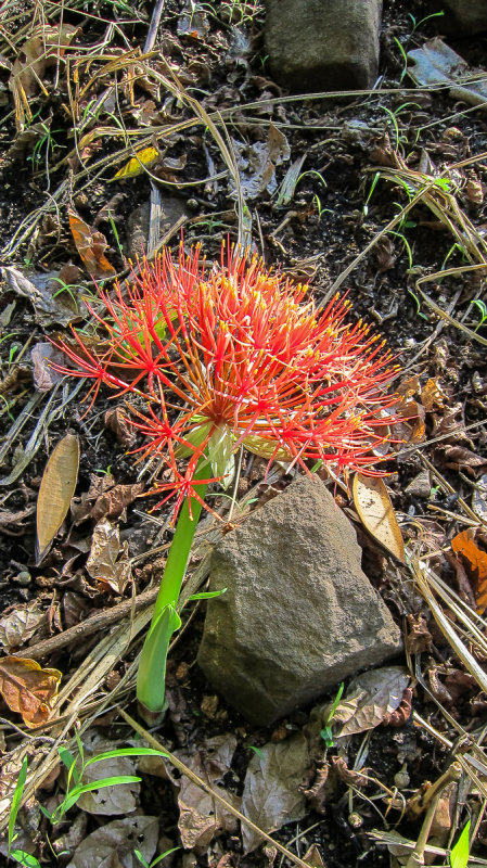 Red flower